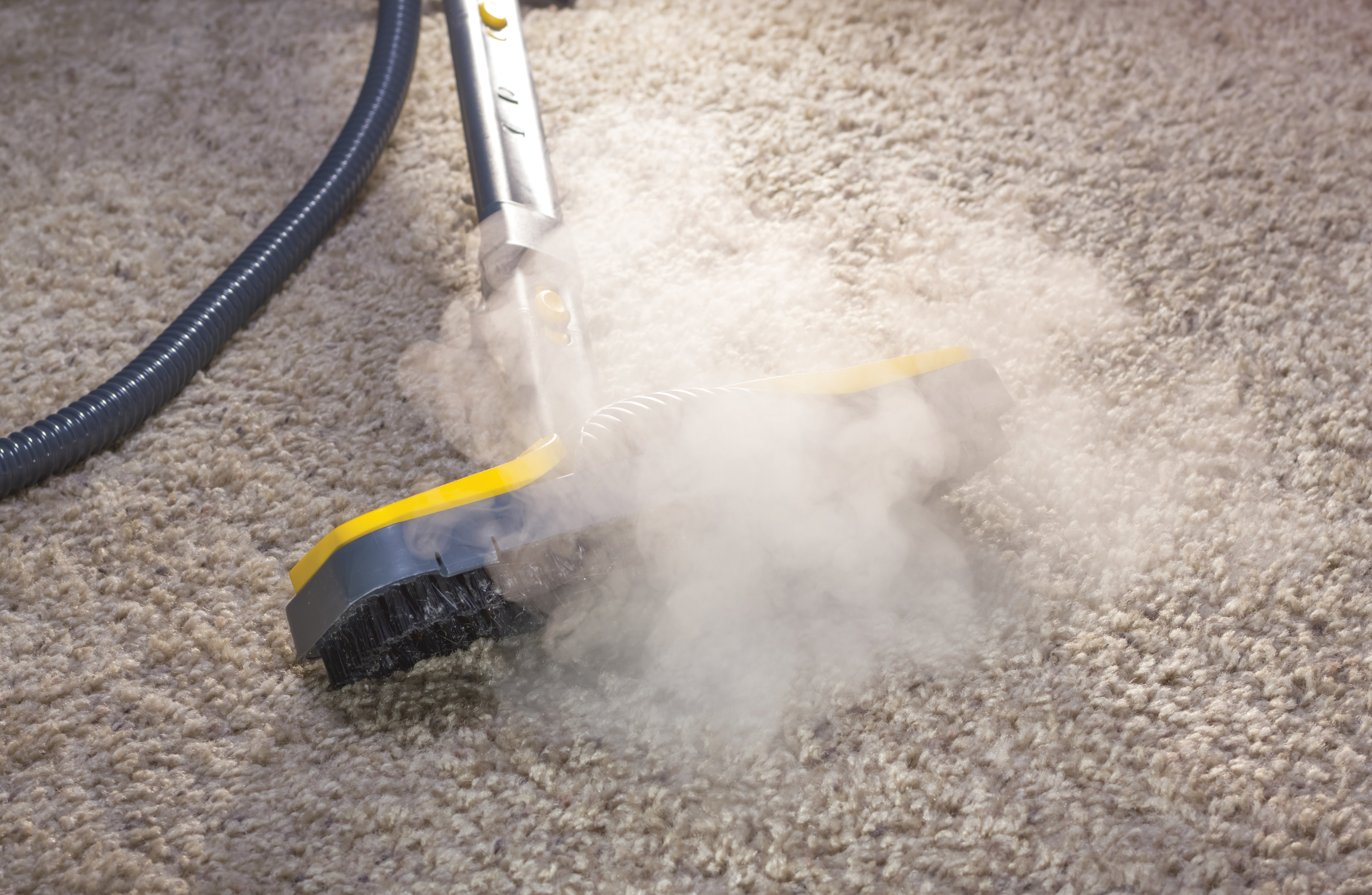 steam clean carpet